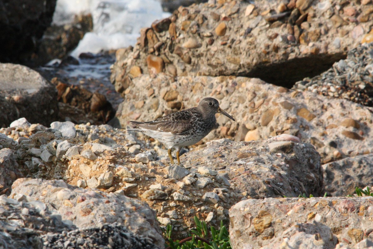Purple Sandpiper - ML618585359