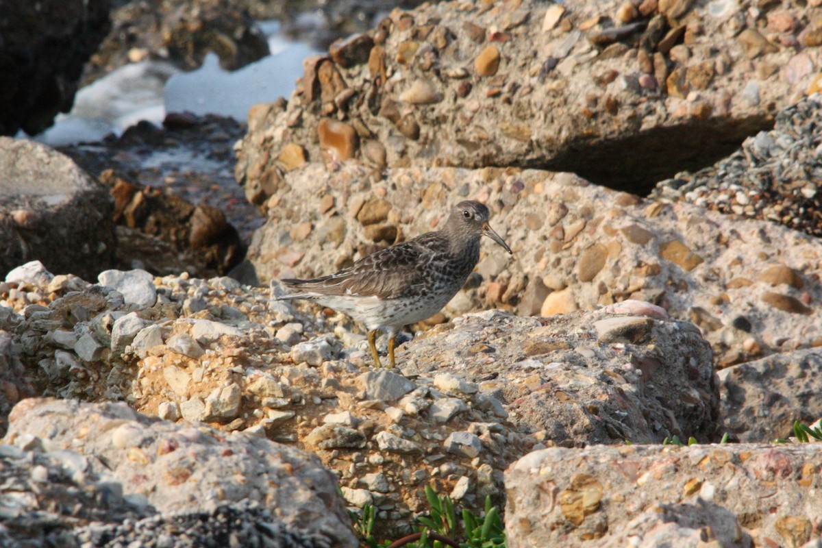 Purple Sandpiper - ML618585360