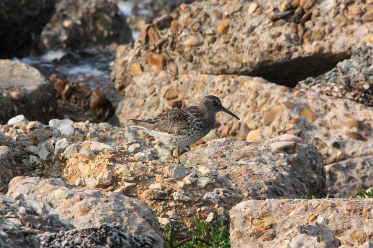 Purple Sandpiper - ML618585361