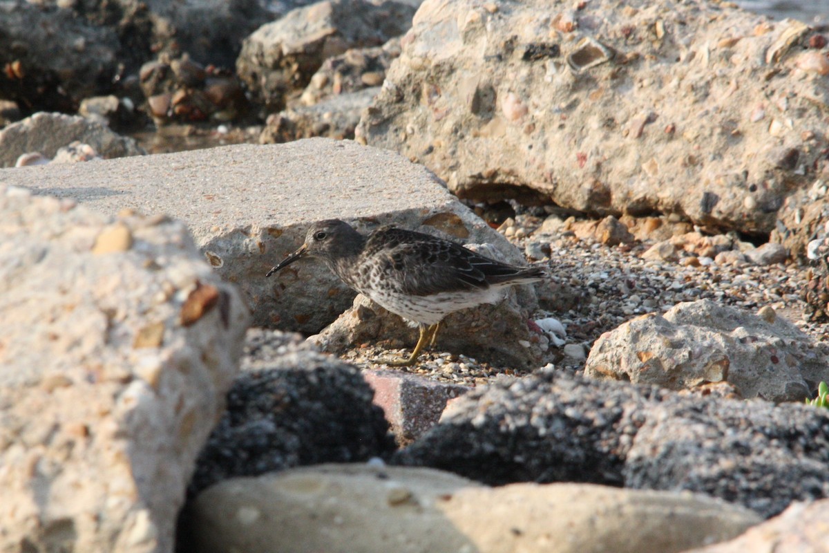 Purple Sandpiper - ML618585362