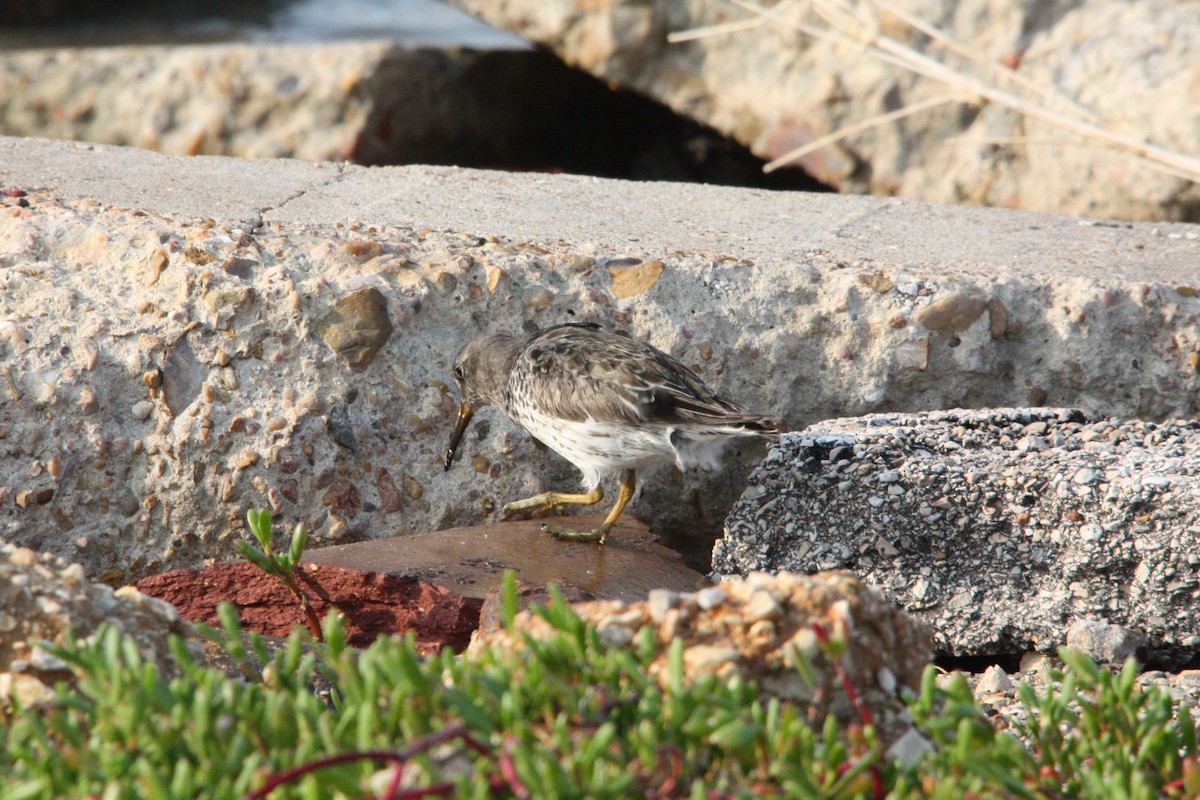 Purple Sandpiper - ML618585363