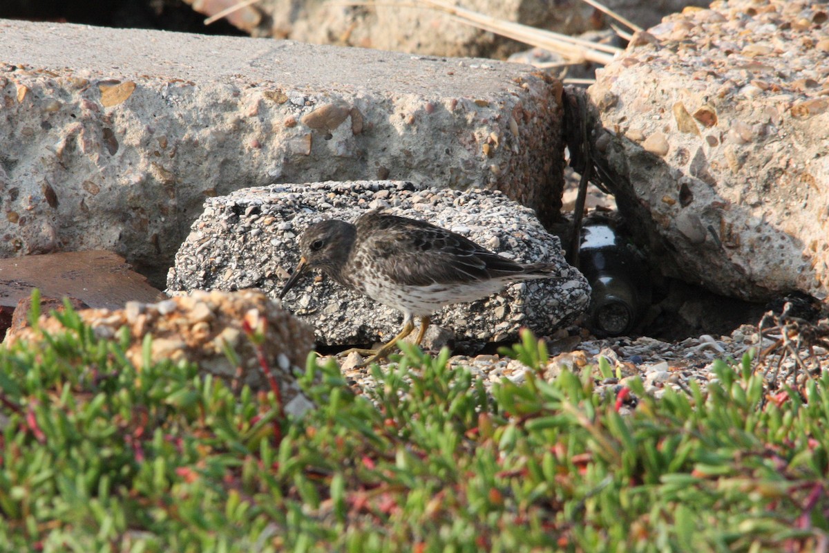 Purple Sandpiper - ML618585364