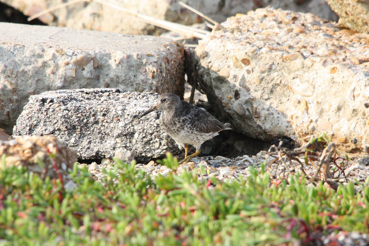 Purple Sandpiper - ML618585365