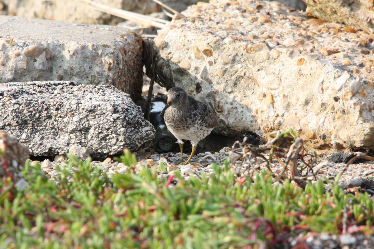 Purple Sandpiper - Zach DuFran