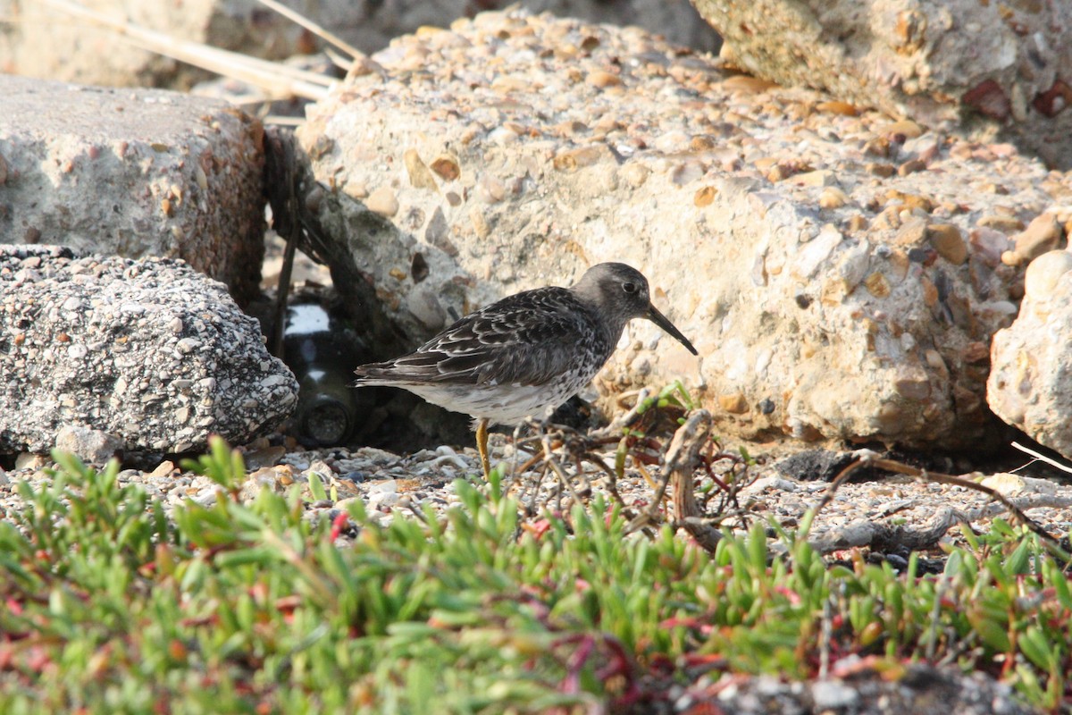Purple Sandpiper - ML618585367