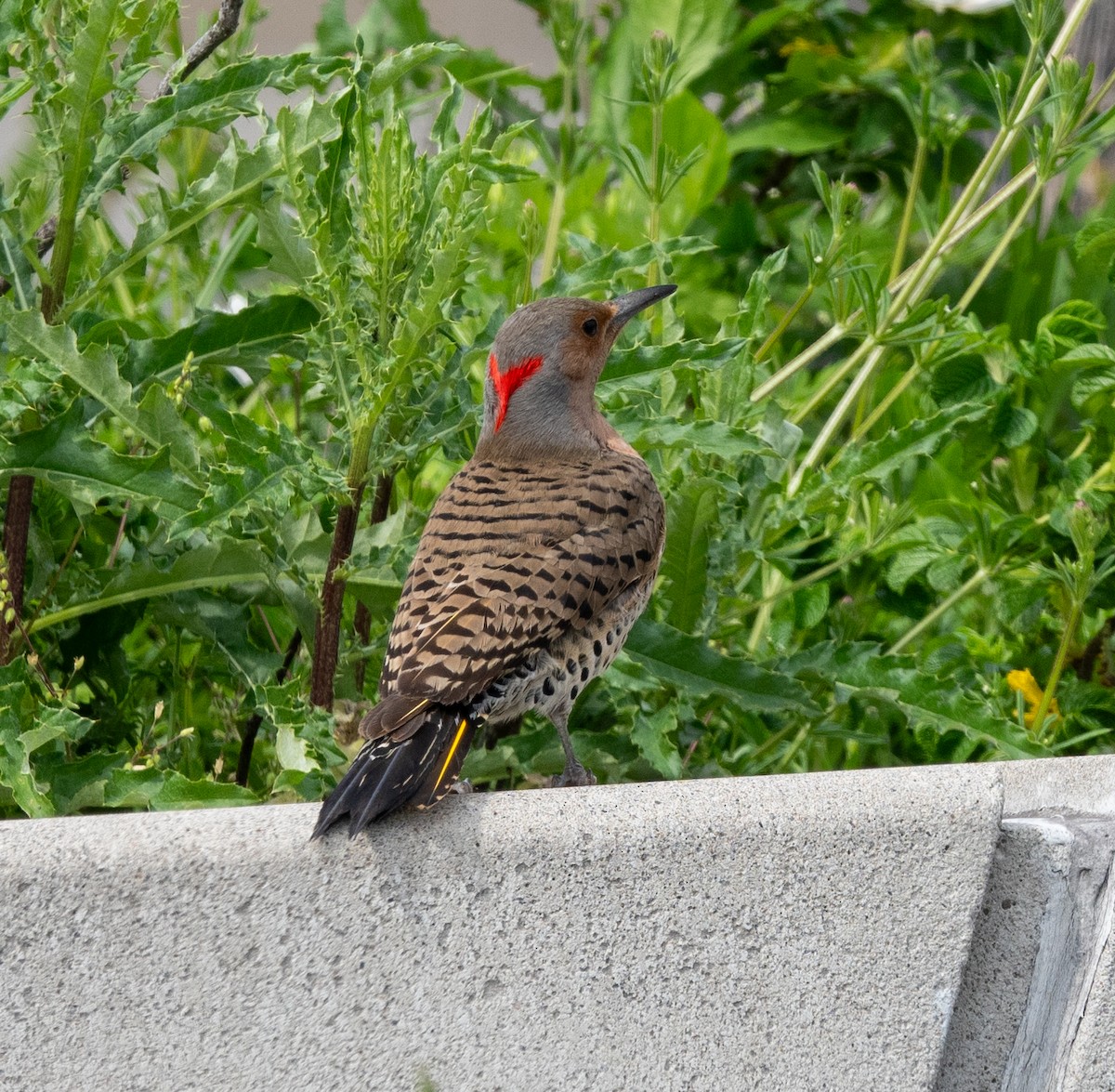 Northern Flicker - ML618585394