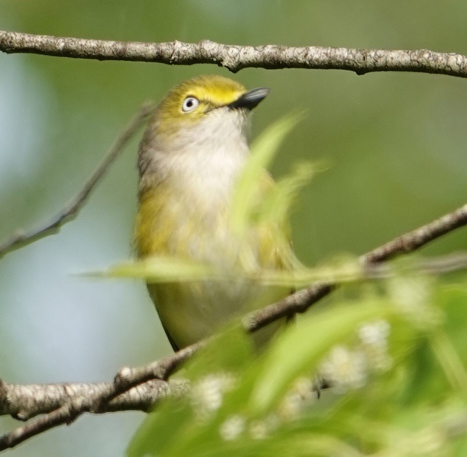 White-eyed Vireo - Jeff Manker