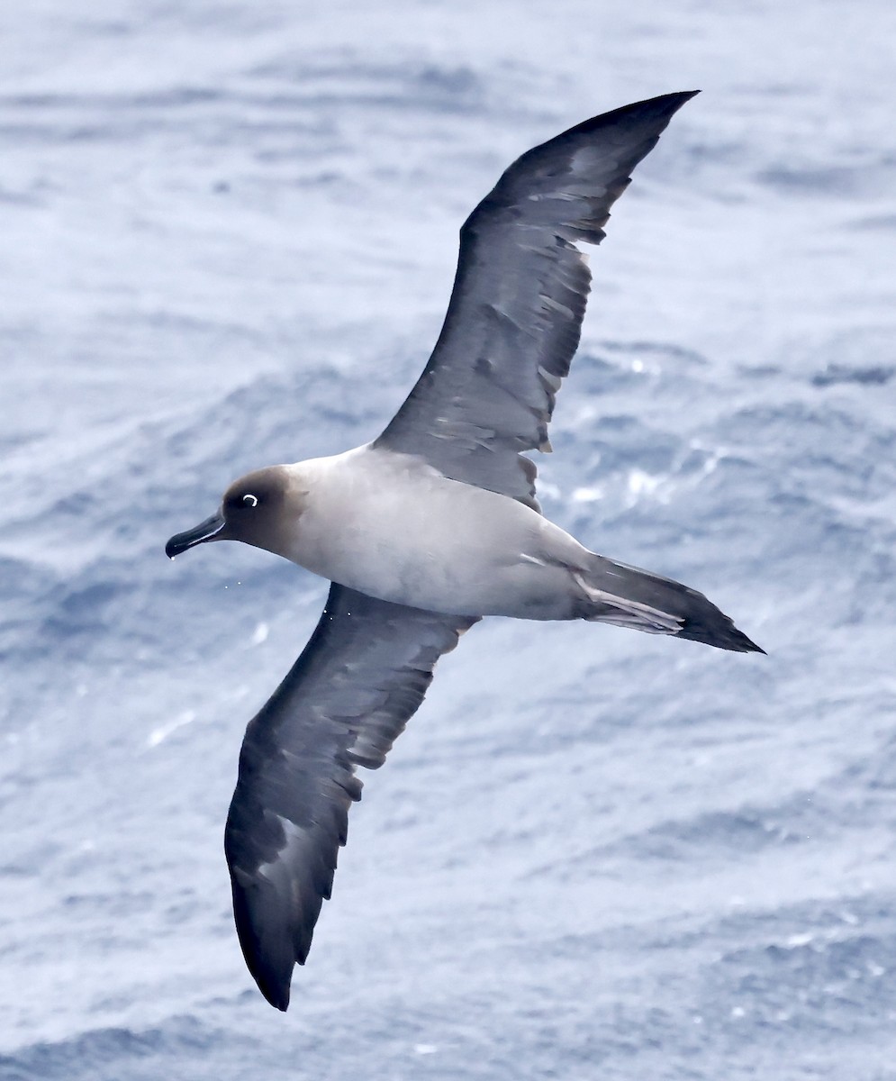 Light-mantled Albatross - ML618585468