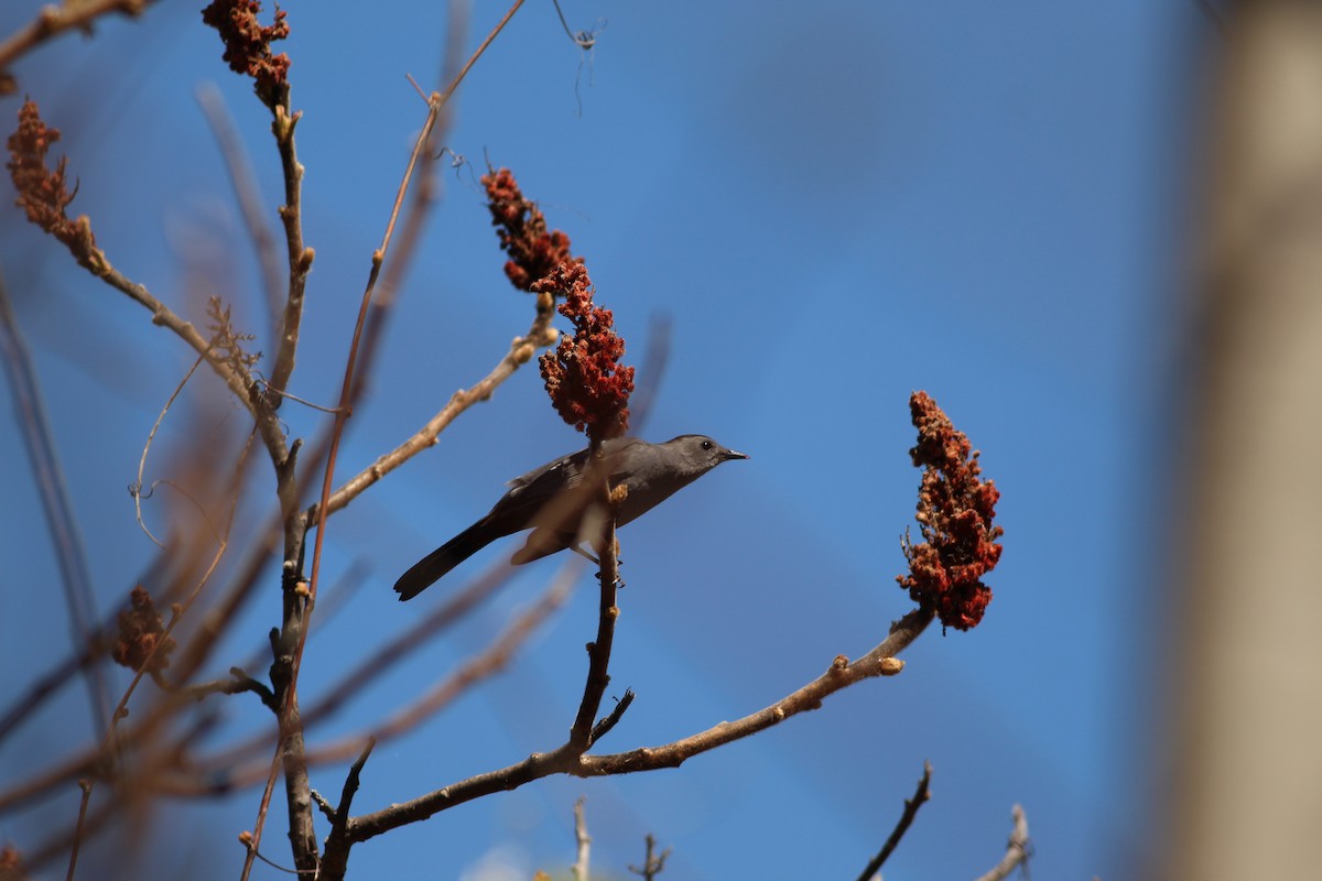 Gray Catbird - ML618585472