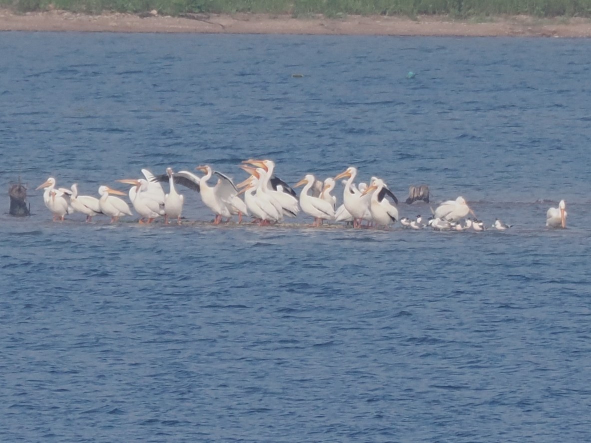 American White Pelican - ML618585481