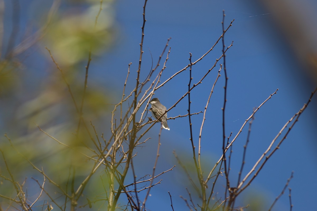 Eastern Kingbird - ML618585516