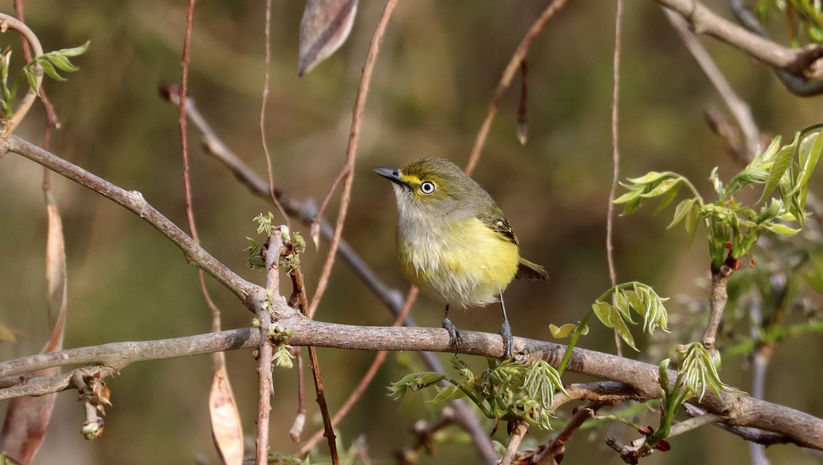 Ak Gözlü Vireo - ML618585562