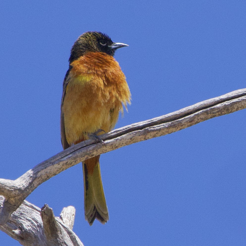 Orchard Oriole - ML618585570