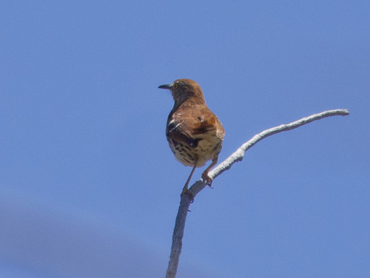 Brown Thrasher - ML618585601