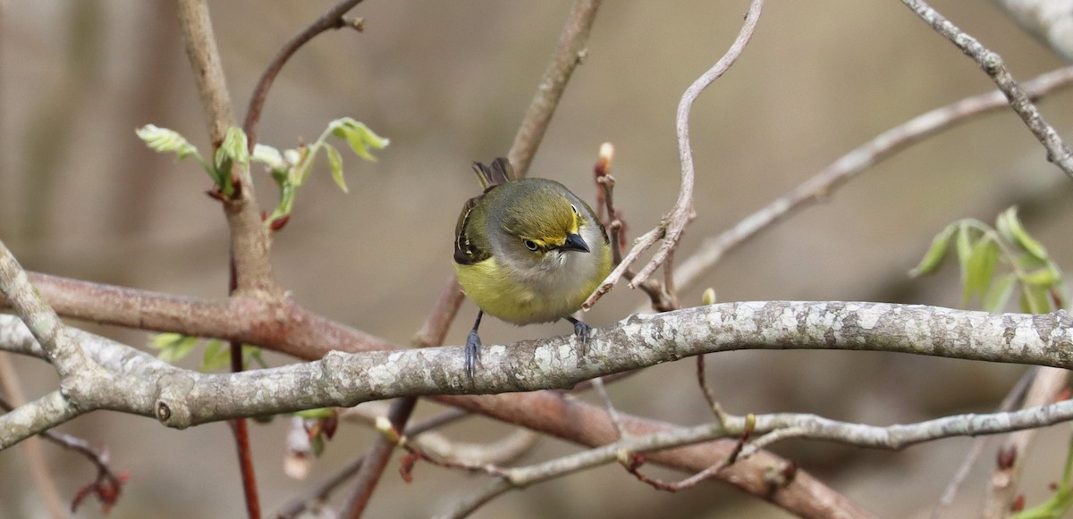 White-eyed Vireo - ML618585618