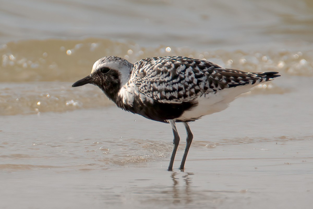 Black-bellied Plover - ML618585620