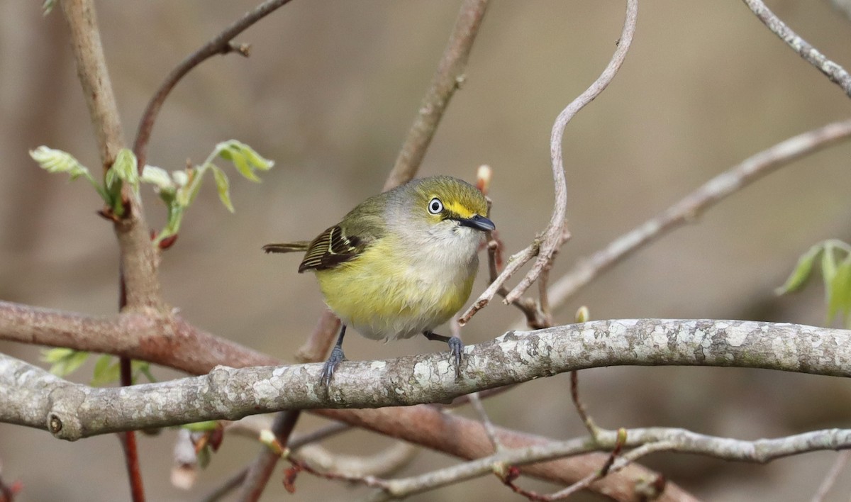 Ak Gözlü Vireo - ML618585635