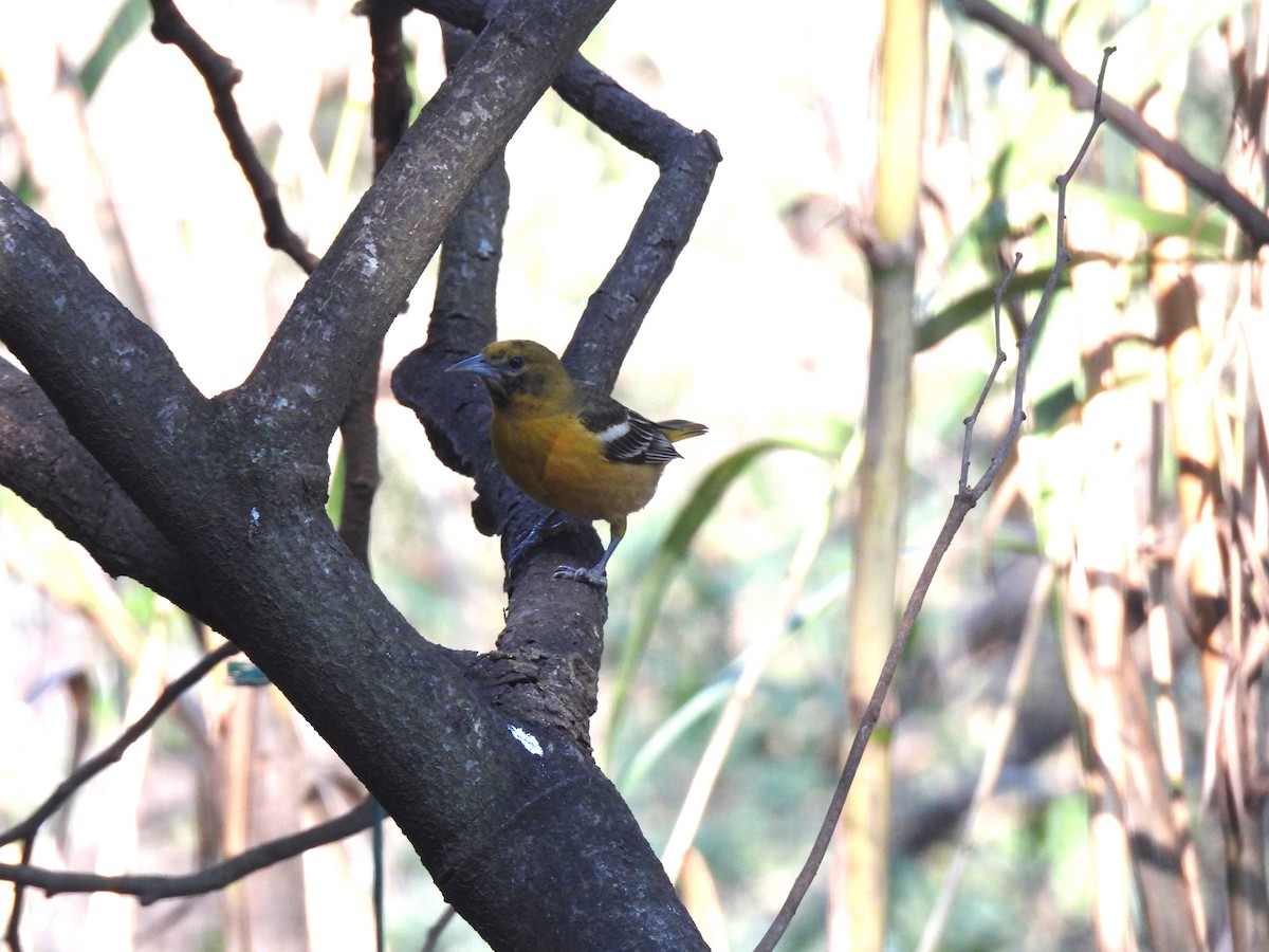 Baltimore Oriole - ML618585678