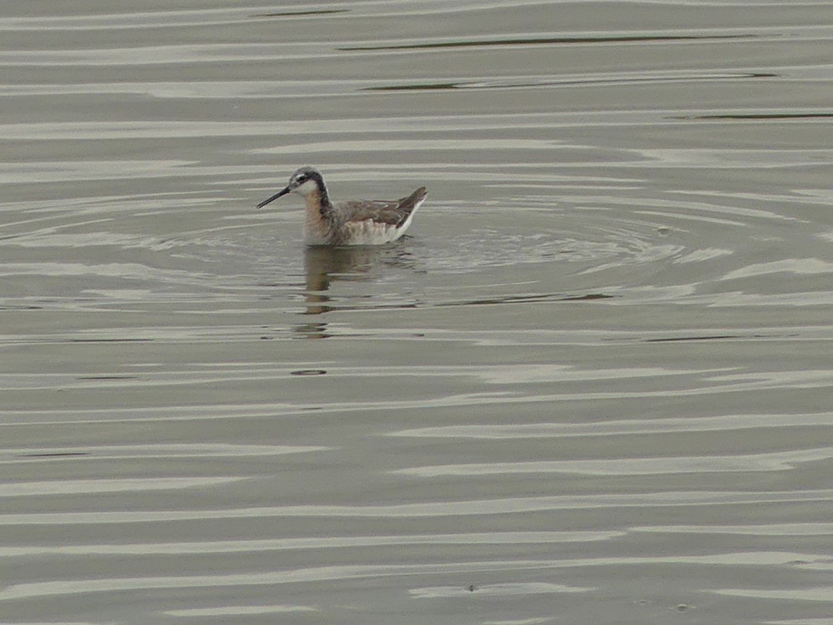 Wilson's Phalarope - ML618585684