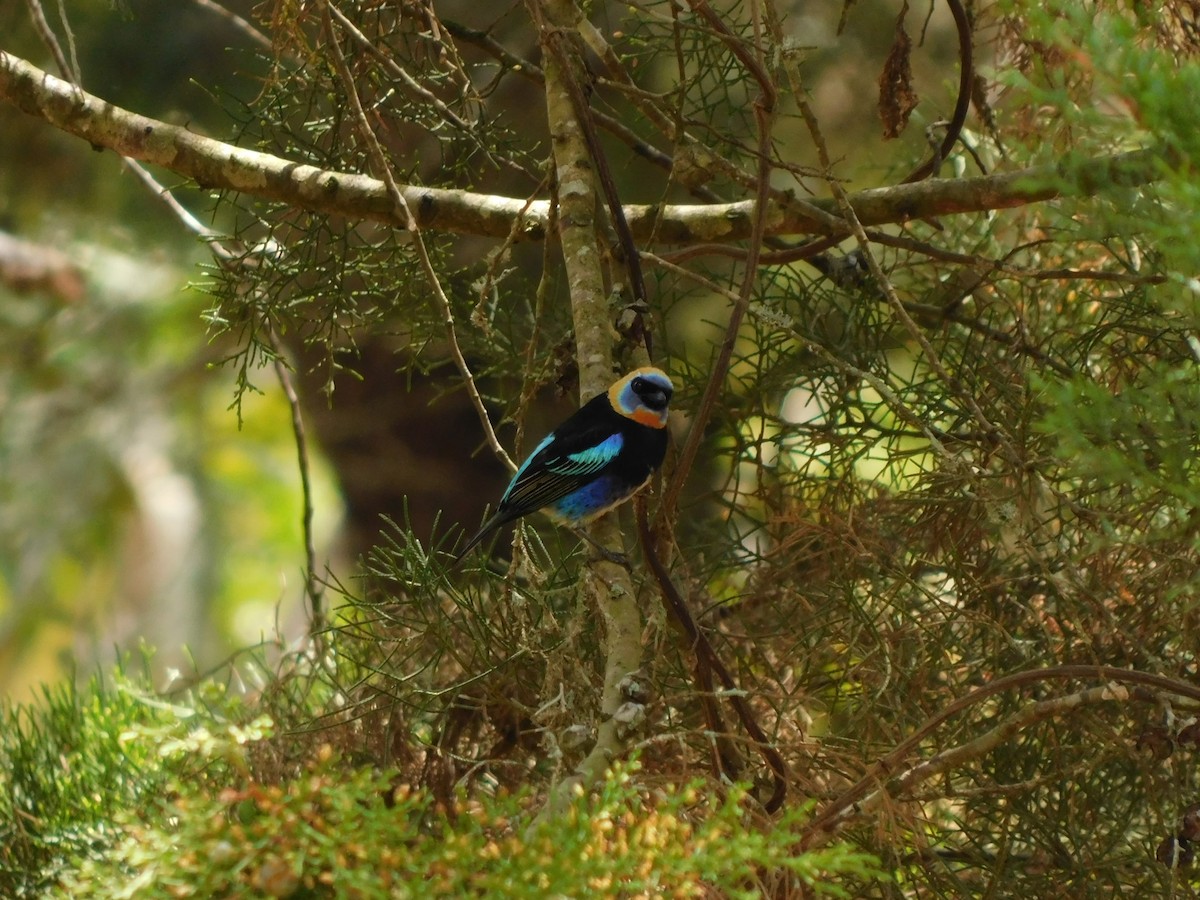 Golden-hooded Tanager - Pablo Ortiz Ochoa