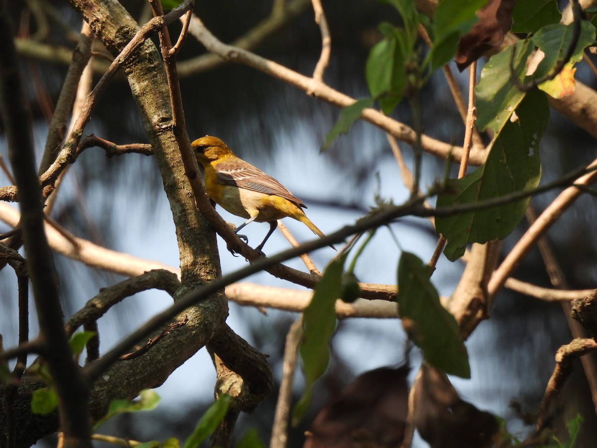 Baltimore Oriole - ML618585731