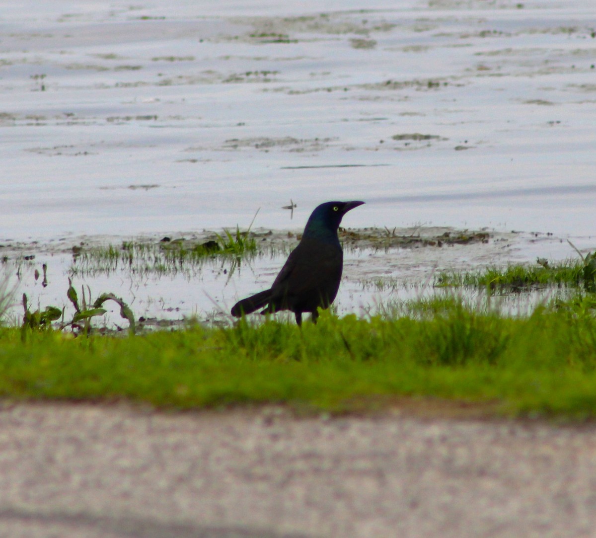 Common Grackle - India Digiacomo