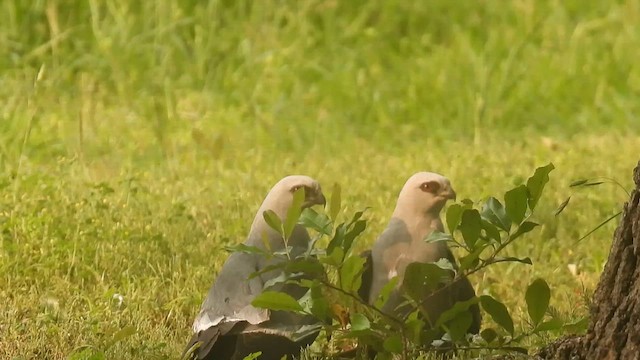 Шуліка світлоголовий - ML618585776