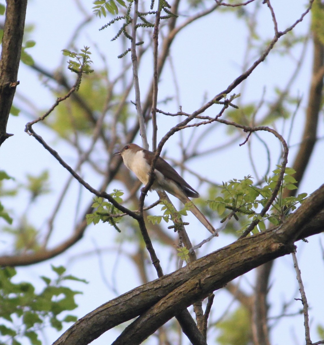 Black-billed Cuckoo - ML618585783