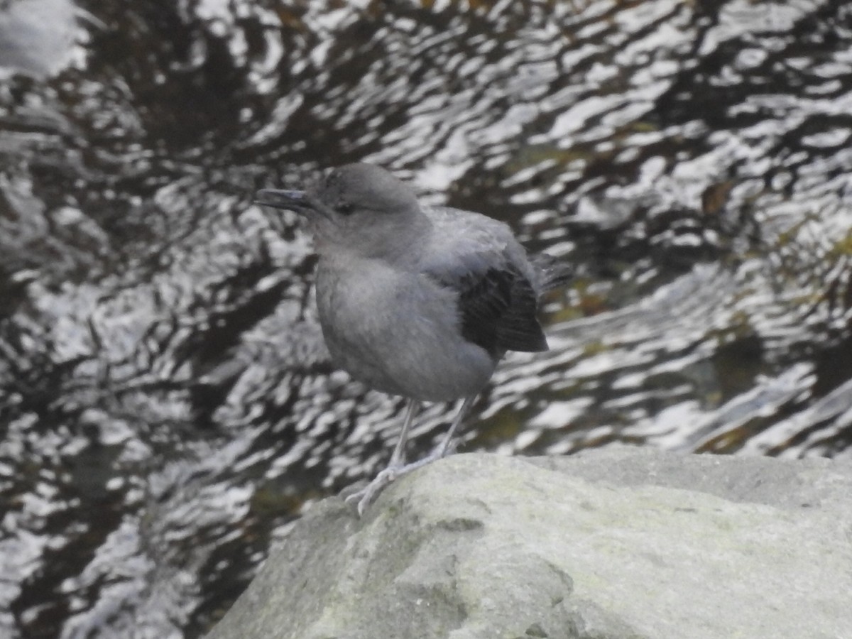 American Dipper - Daniel Garrigues