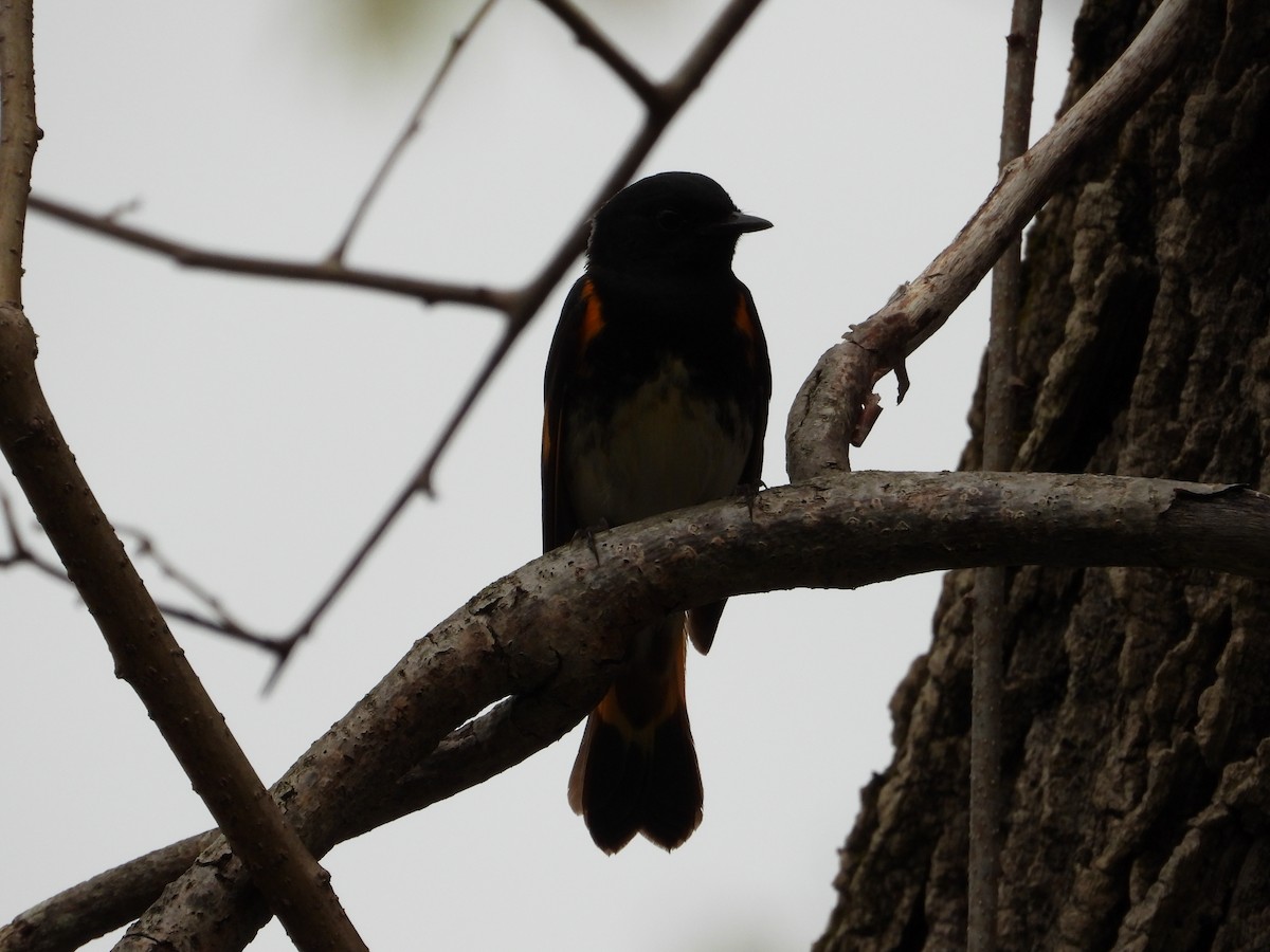 American Redstart - ML618585797