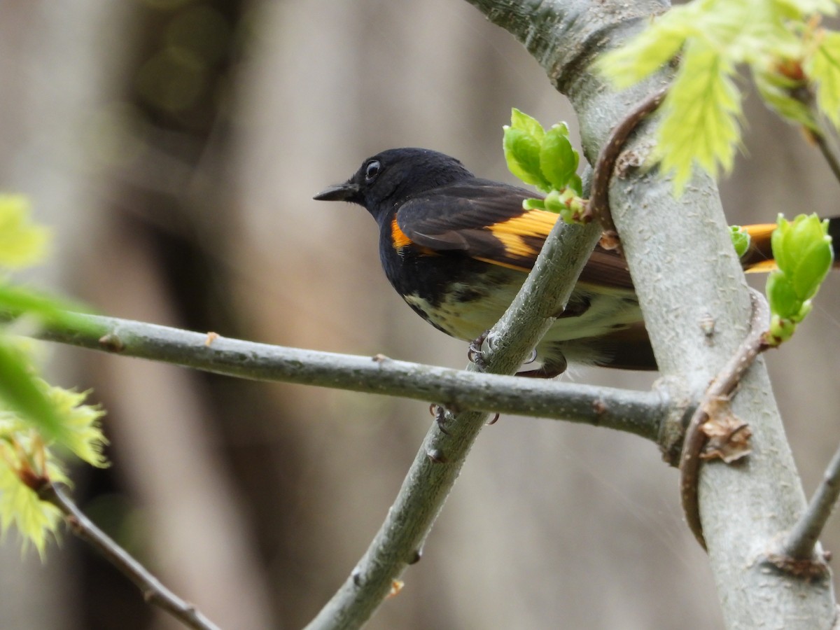 American Redstart - ML618585798