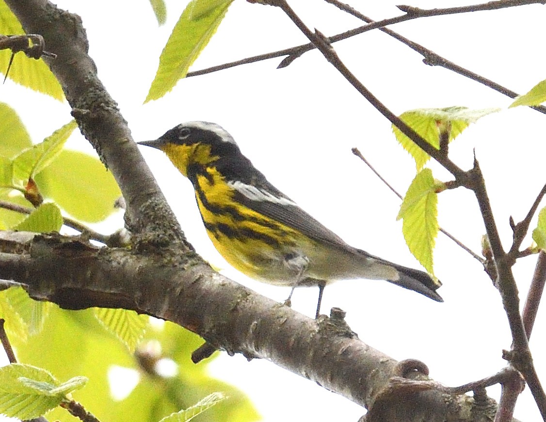 Magnolia Warbler - Margaret Hough