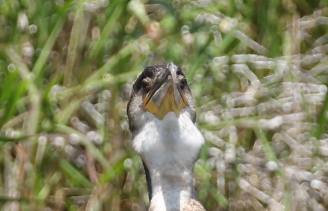 Great Cormorant - ML618585824