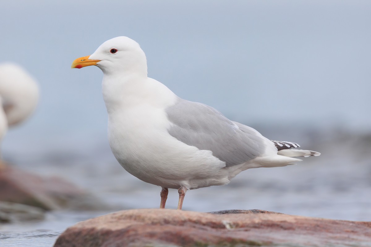 Iceland Gull (thayeri/kumlieni) - Brian Stahls