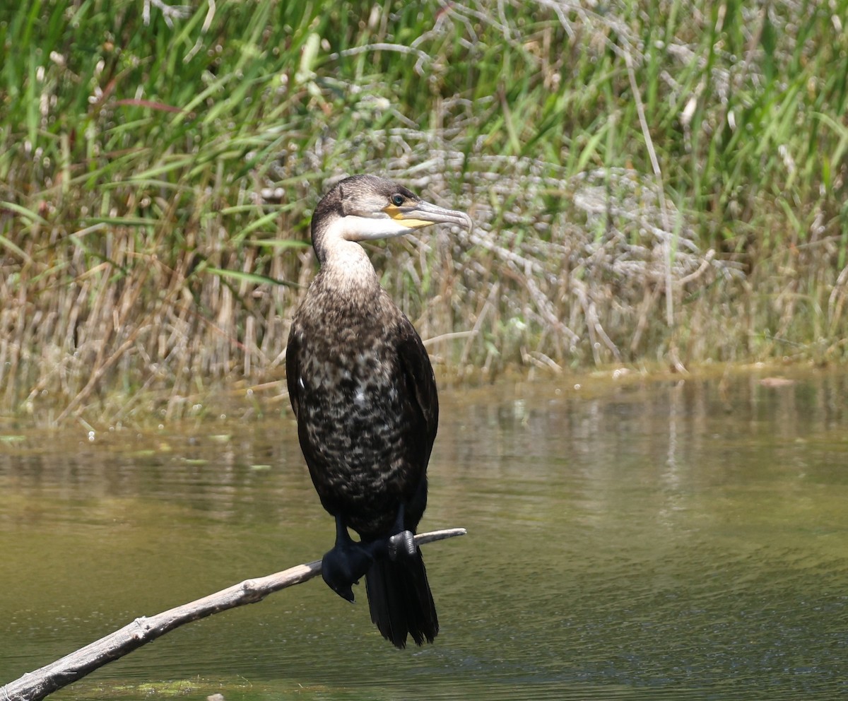 Great Cormorant - ML618585834