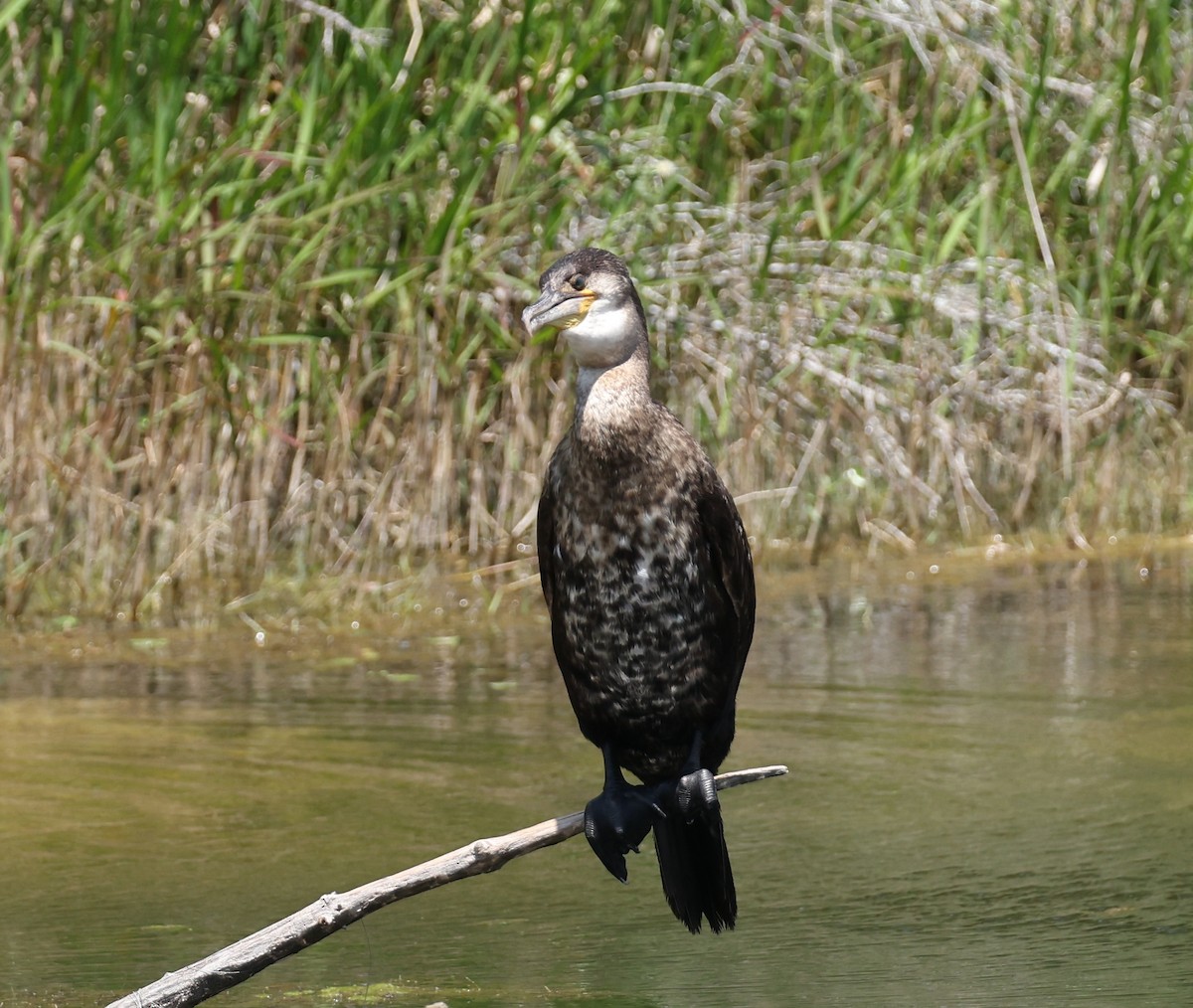 Cormorán Grande - ML618585839