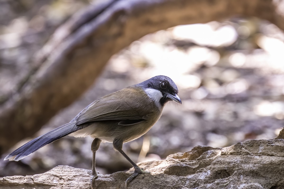 White-cheeked Laughingthrush - ML618585840