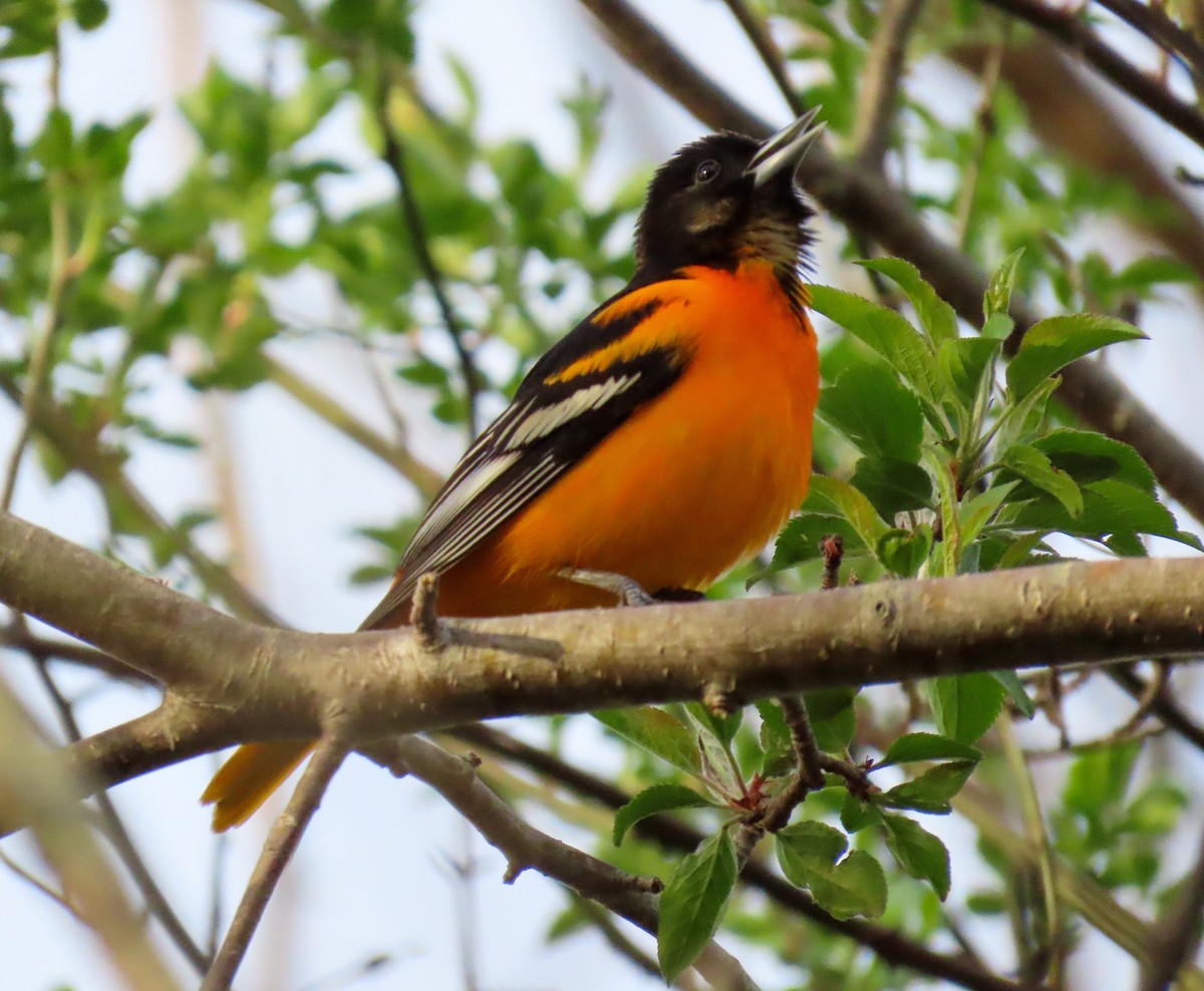 Baltimore Oriole - ML618585843