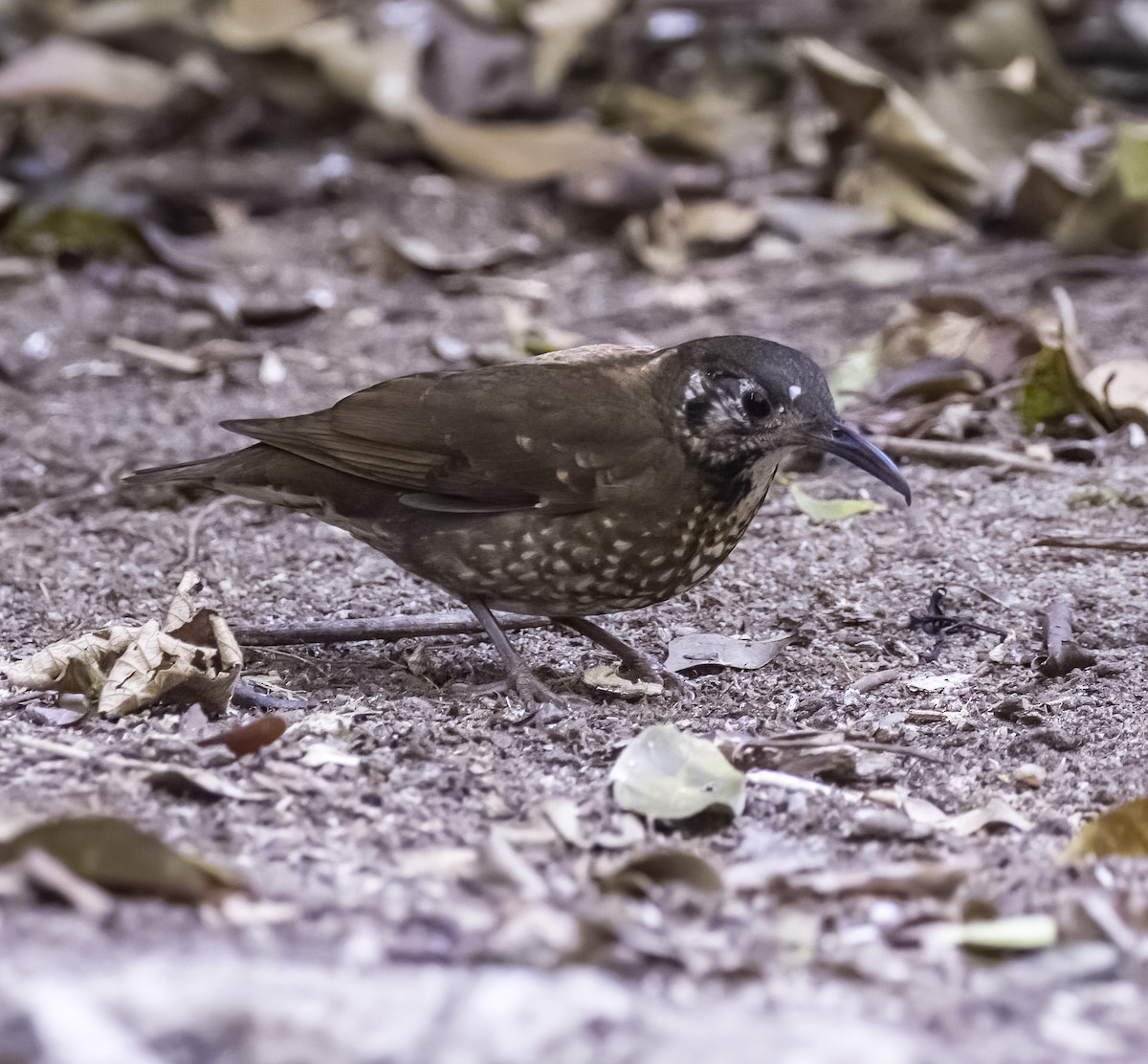 Dark-sided Thrush - David Hoar