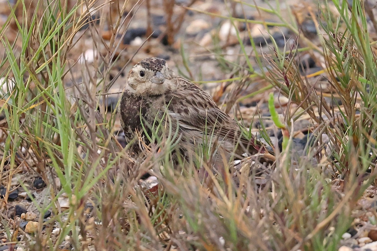 Chestnut-collared Longspur - Michael O'Brien