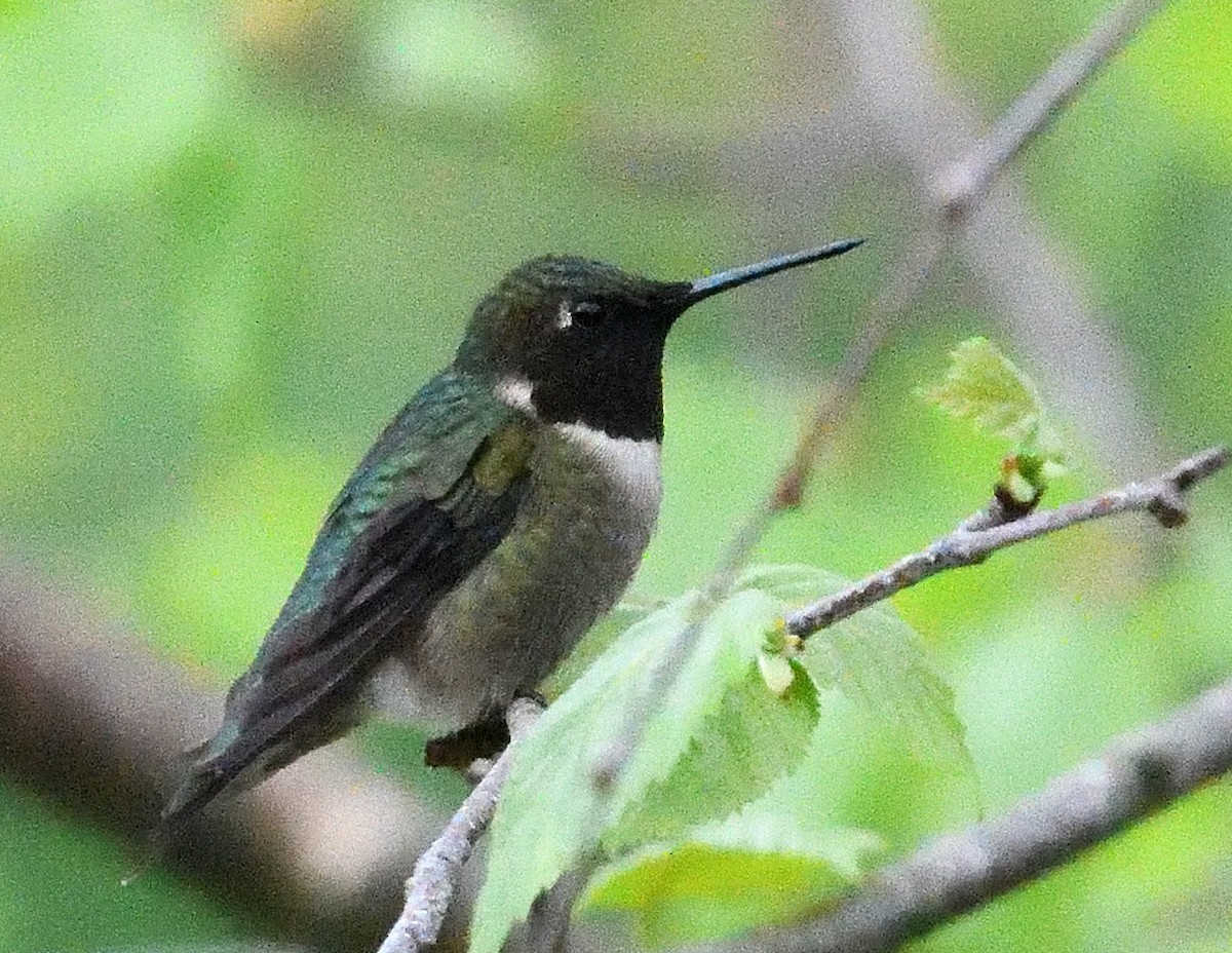 Ruby-throated Hummingbird - ML618585896