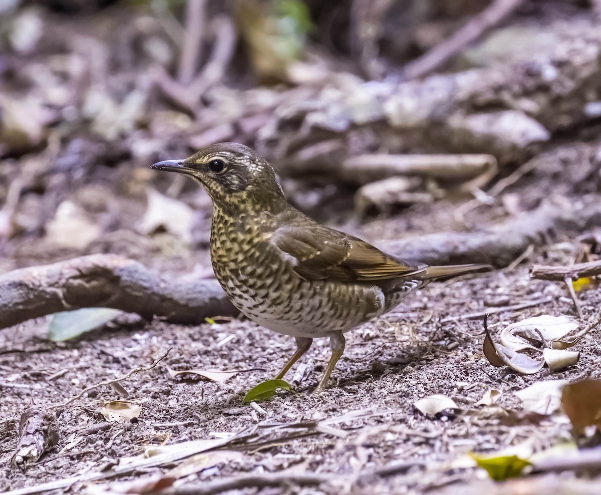 Siberian Thrush - ML618585900