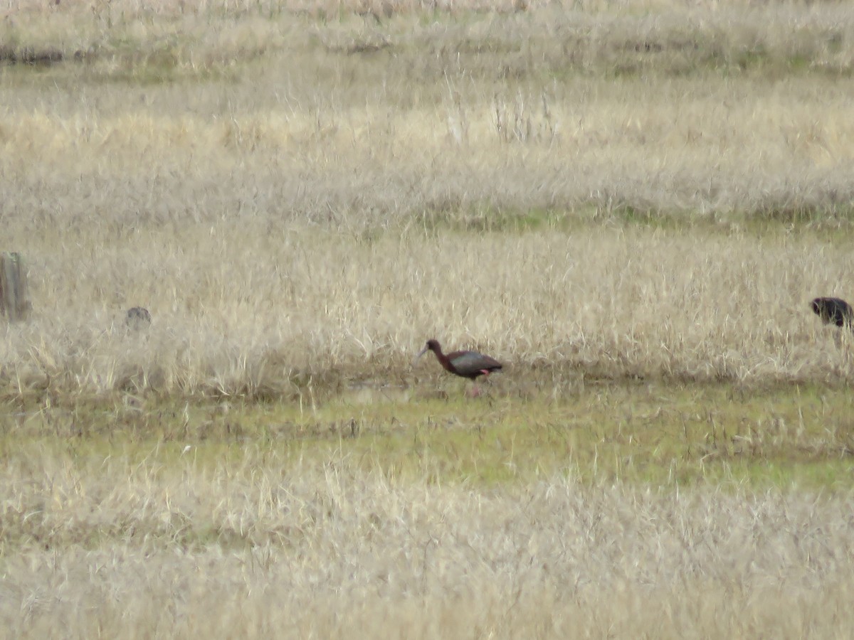 Ibis à face blanche - ML618585924