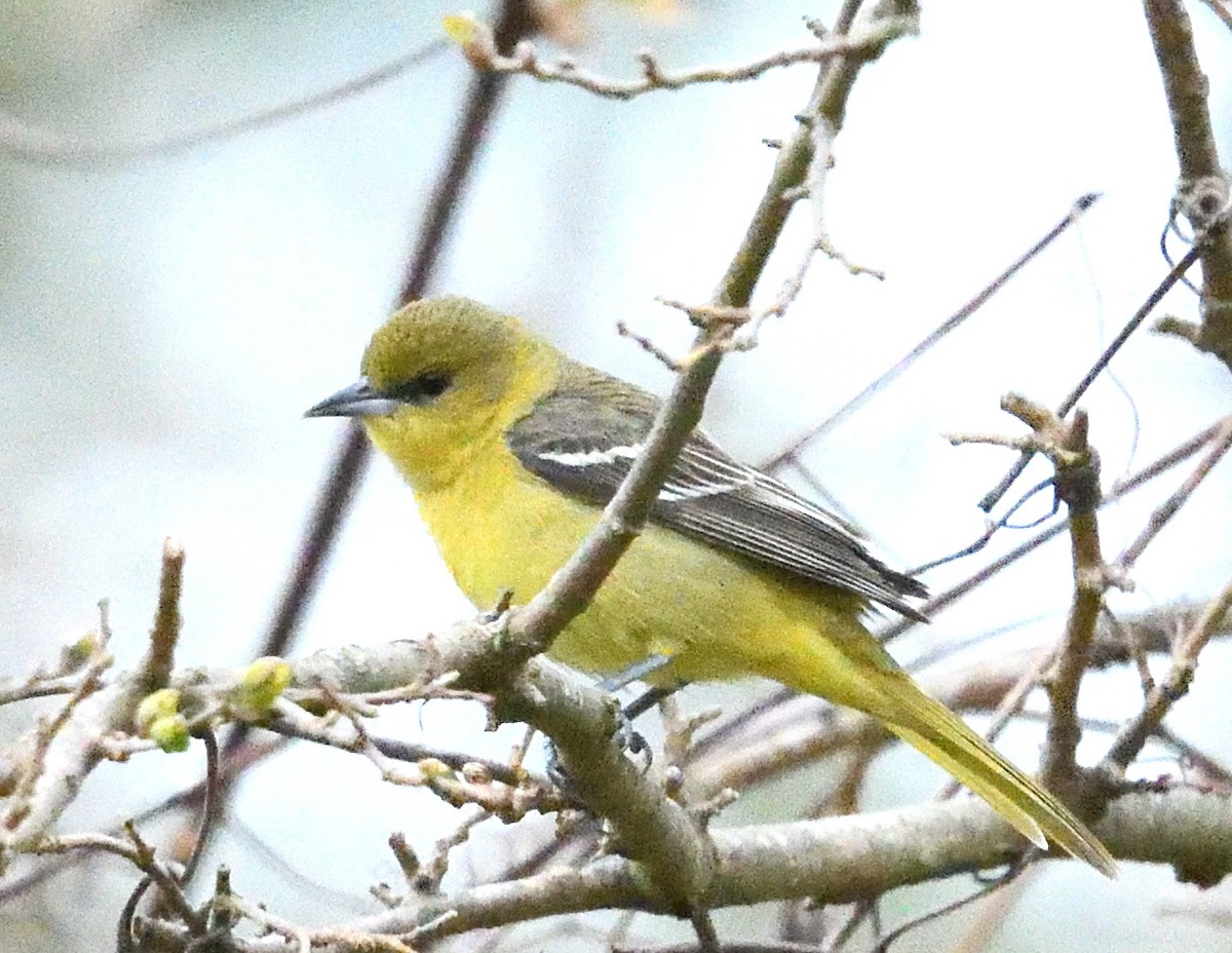 Orchard Oriole - ML618585930