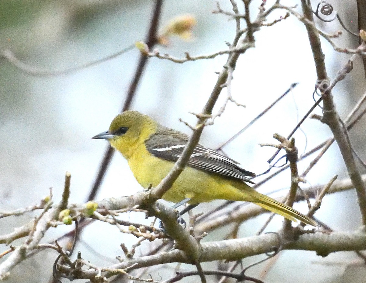 Orchard Oriole - ML618585931