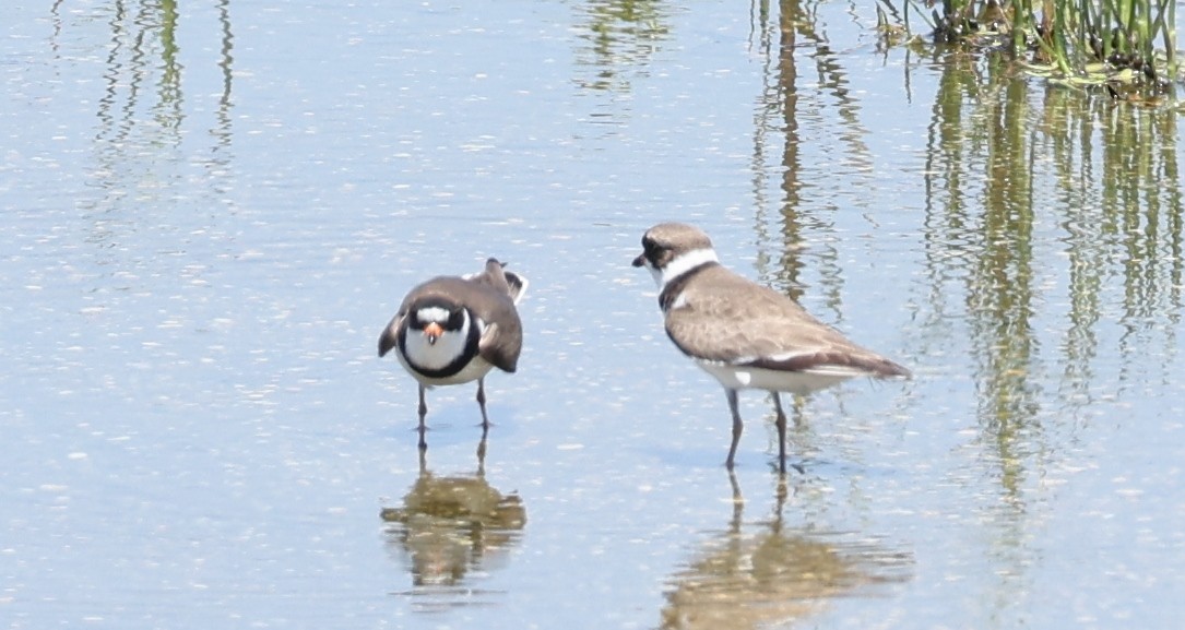 Semipalmated Plover - ML618585947