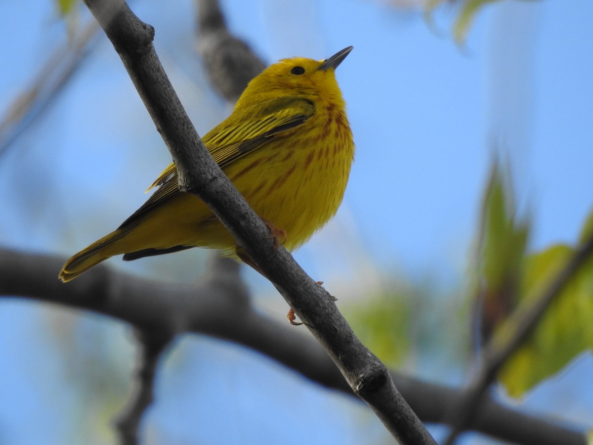 Yellow Warbler - Linda Standfield