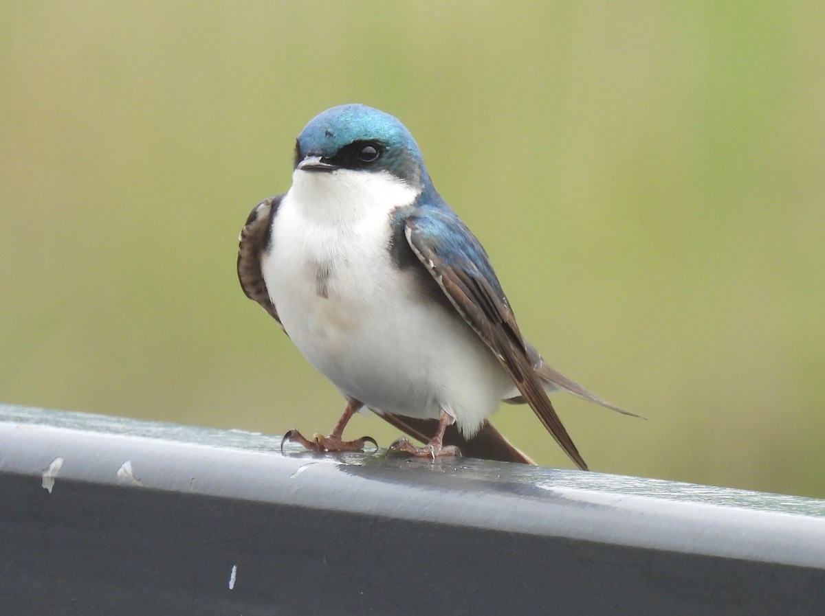 Tree Swallow - ML618585963