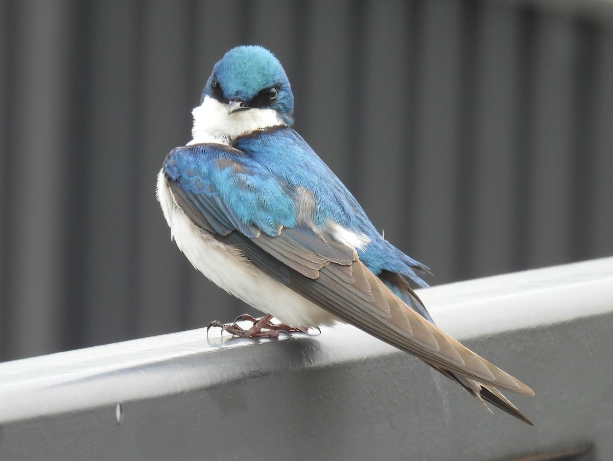 Tree Swallow - ML618585964