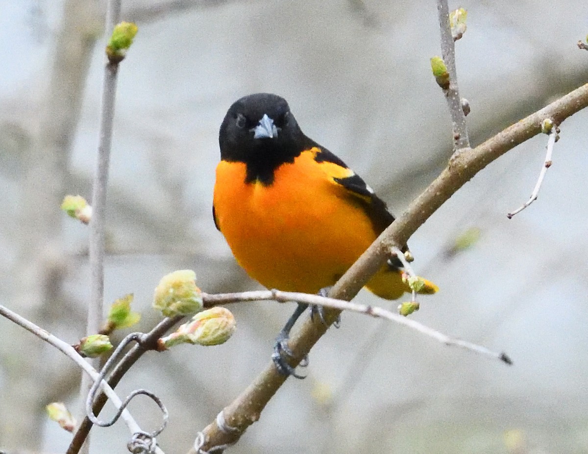 Baltimore Oriole - Margaret Hough